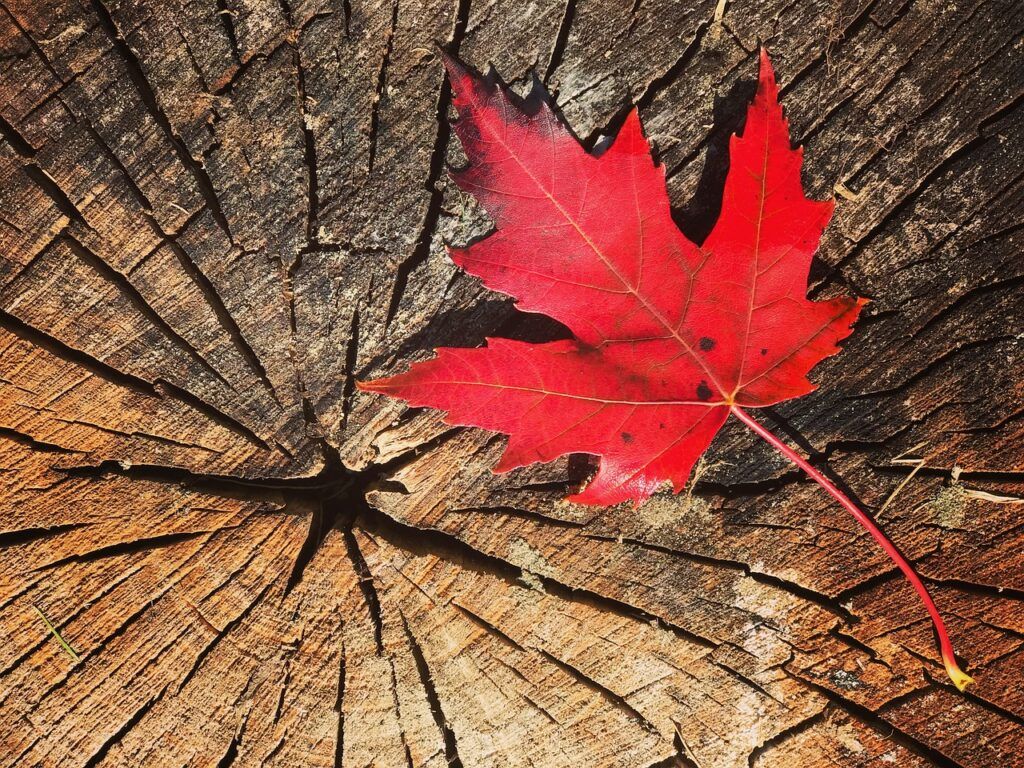 Pensar en Canadá es imaginar la naturaleza en su máxima pureza