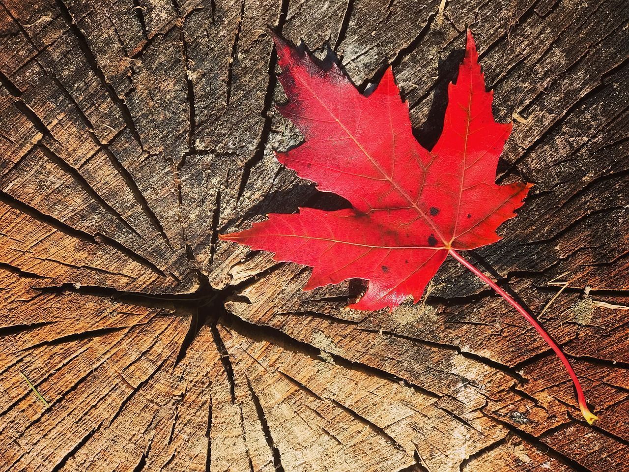 Pensar en Canadá es imaginar la naturaleza en su máxima pureza