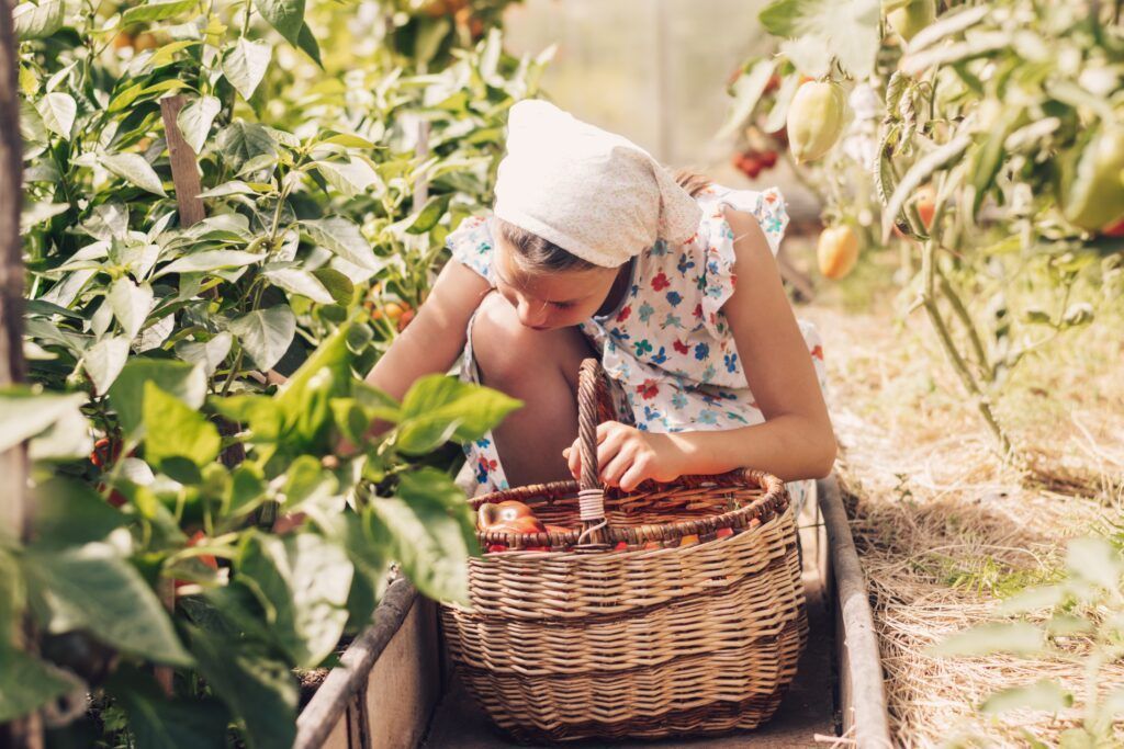 A girl is harvesting Bulgarian pepper in a greenhouse.Harvest concept.
