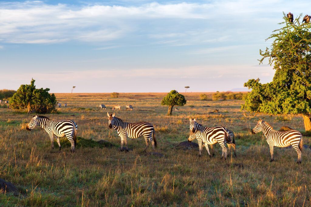 zebras herd grazing in savannah at africa